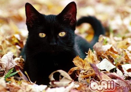 初度养猫的主人应该挑选成年猫仍是幼猫