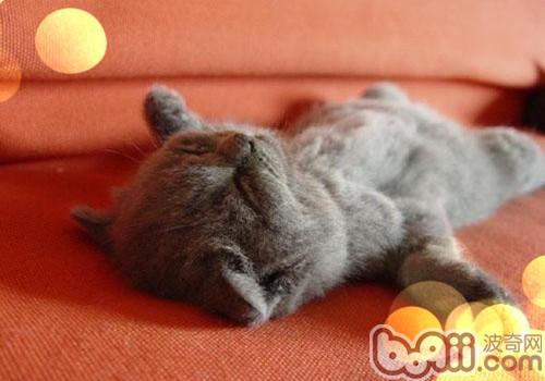 怎么给苏格兰折耳猫毛发护理