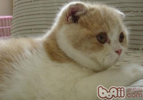 养殖苏格兰折耳猫的基本常识