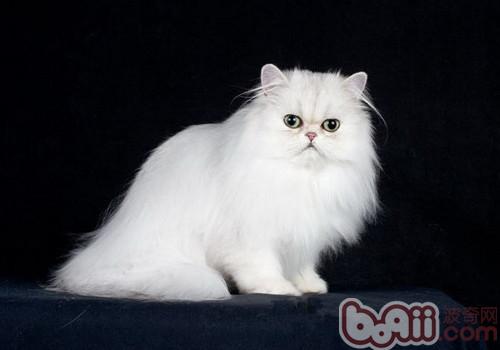 波斯猫是不是流眼泪便是患病呢？