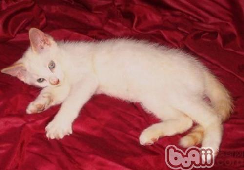 要点色短毛猫的性情特点