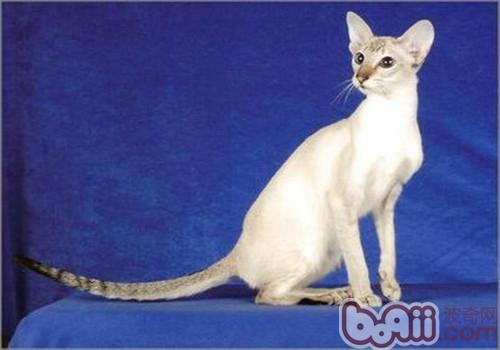 要点色短毛猫的形状特征