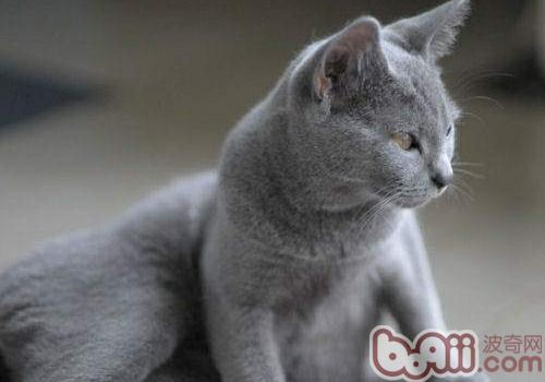 夏特尔猫的维护常识