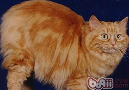 威尔士猫的形状特征