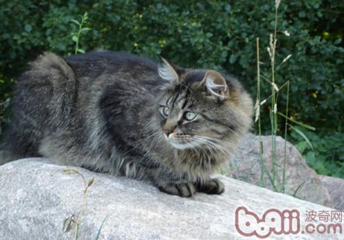 西伯利亚森林猫的形状特征