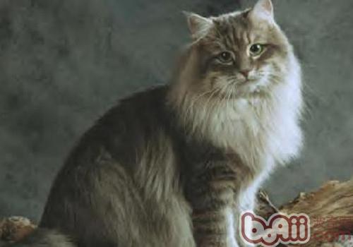 西伯利亚森林猫的种类简介