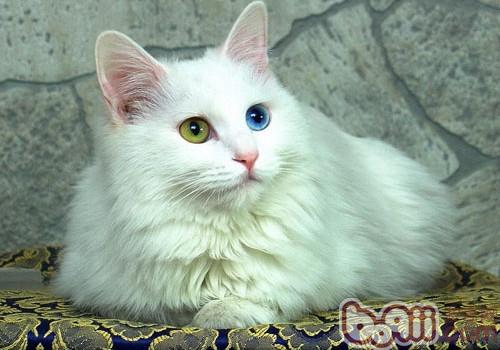 土耳其安哥拉猫的维护常识