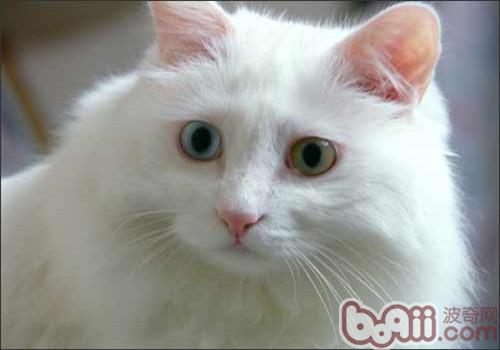 土耳其安哥拉猫的形状特征