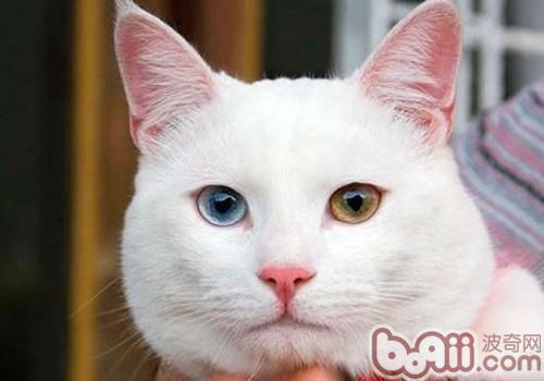 土耳其梵猫的性情特点