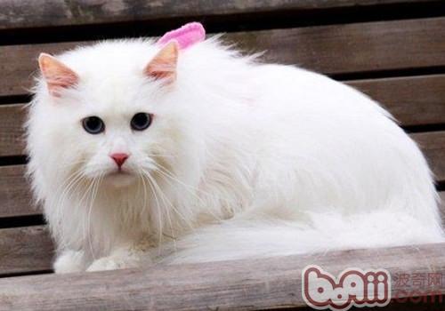 山东狮子猫的种类介绍