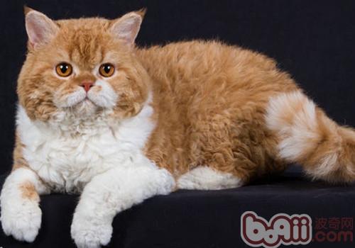 塞尔凯克卷毛猫的种类简介