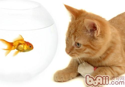 索马里猫的种类简介