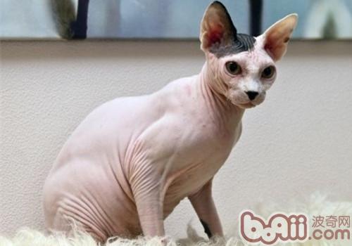 斯芬克斯猫的喂食要求