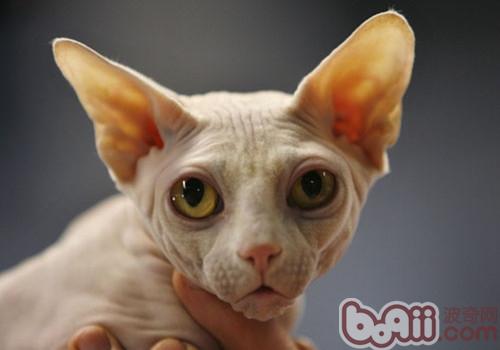 哪些猫咪种类合适白叟养殖