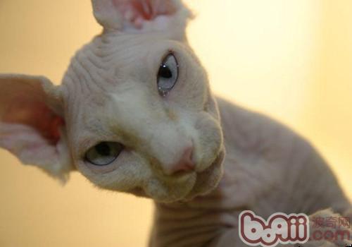 加拿大无毛猫首要的形状特征有哪些