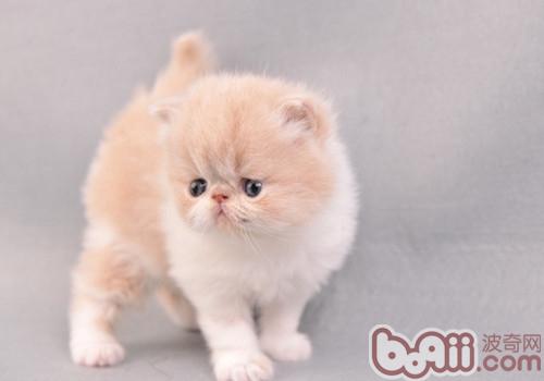 怎么练习猫咪温柔灵巧的性情