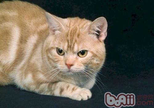 猫咪上飞机需求手续有哪些