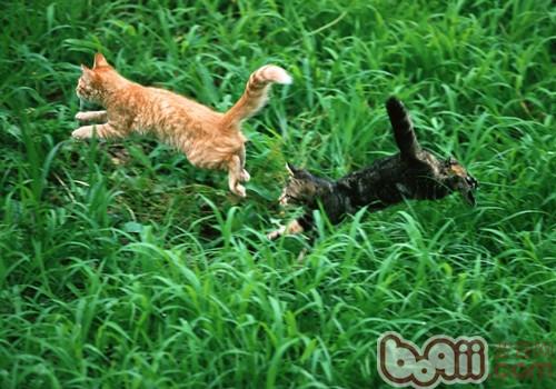 养殖猫咪之前需求考虑的问题有哪些