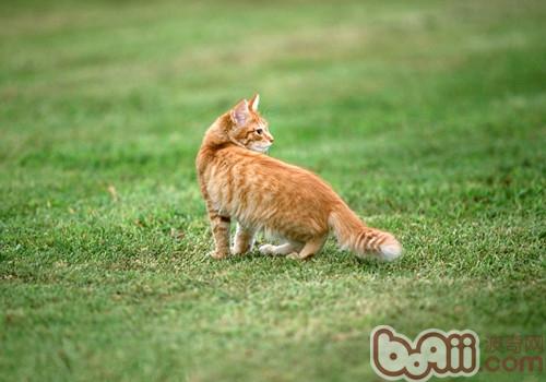 猫咪不回家的原因及应对办法