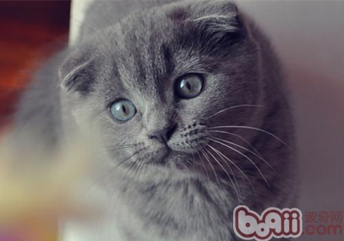 折耳猫吃什么猫粮好