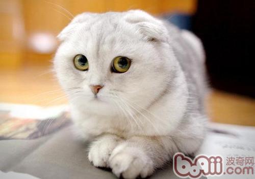 折耳猫练习之怎么练习折耳猫用猫砂盘