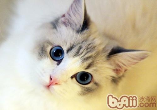 猫咪常常洗澡好吗