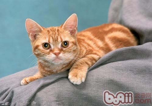 猫咪进新家怎么照料