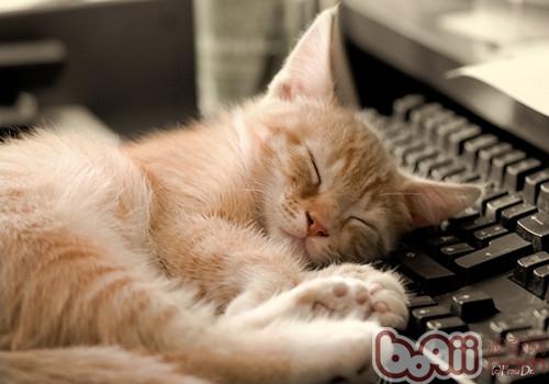 怎么让猫咪养成好好吃饭的习气