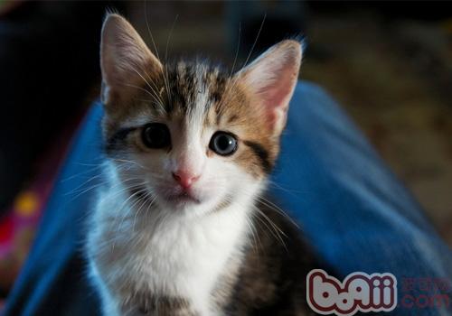 洪亮正确的抱猫咪