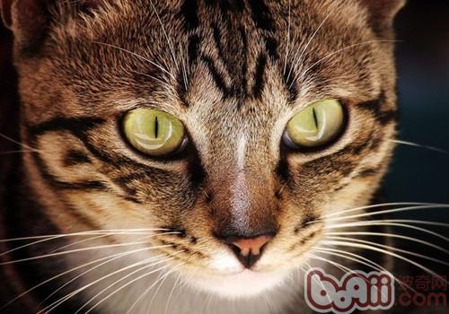 猫咪用具消毒办法