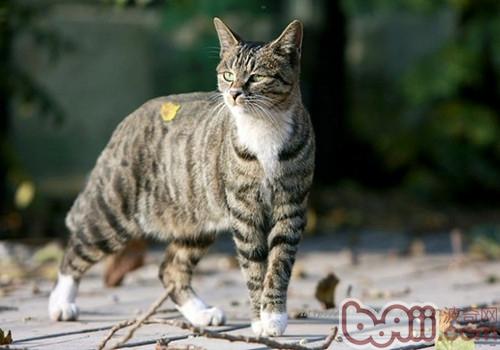 喂食猫咪留意这12项