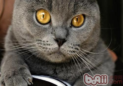 猫咪疫苗接种失利怎么办