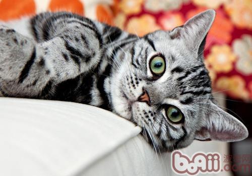 猫咪洗澡需留意六点