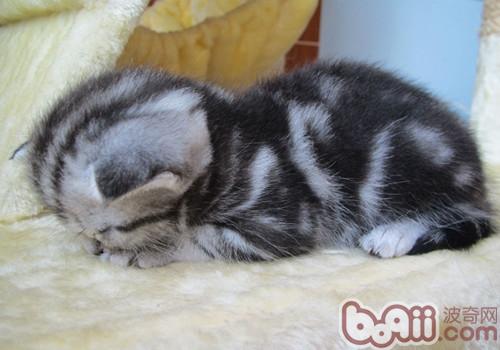猫咪舔人表明什么