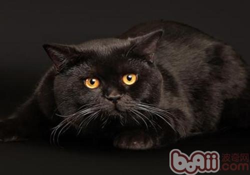 洪亮协助猫咪化毛