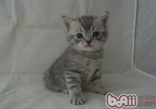 猫咪正确的洗澡办法