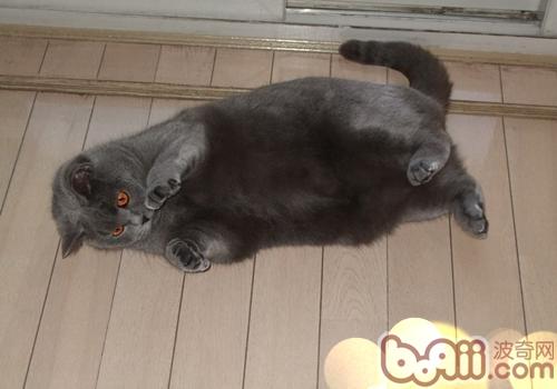 猫咪口腔护理办法有哪些