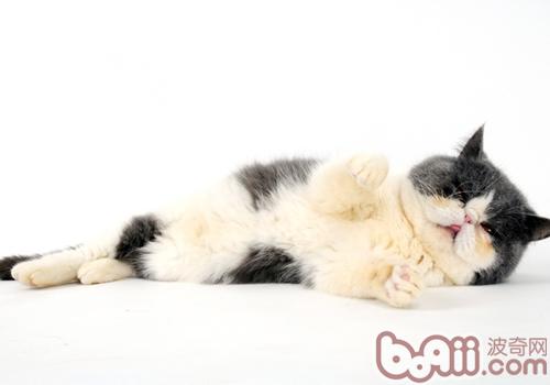 六招教你挑选最好的猫粮