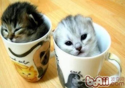 茶杯猫寿数有多久