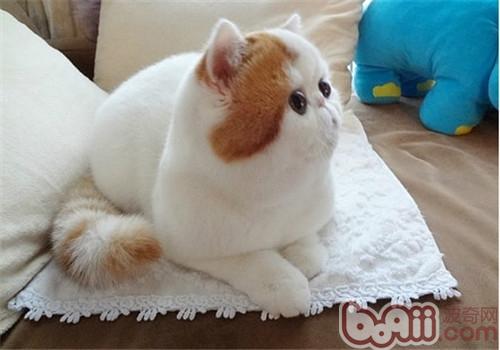 猫咪登机前需求做哪些预备