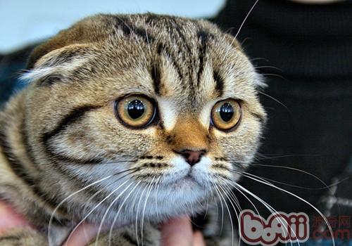 你知道猫咪怎么亲吻你的吗