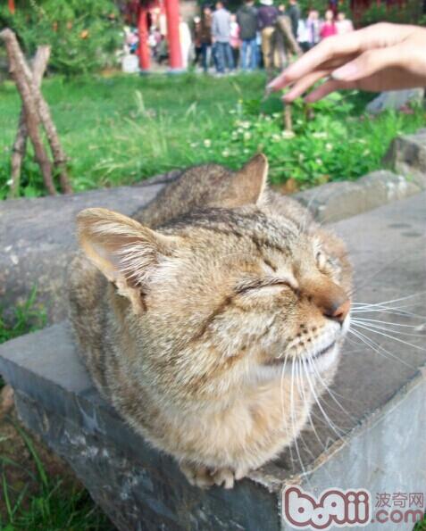 猫咪很冷酷，这事靠不靠谱？