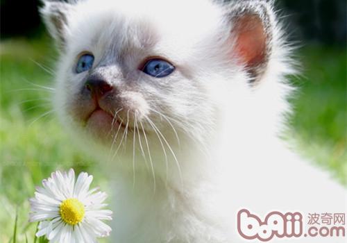 室内养猫咪怎么坚持卫生