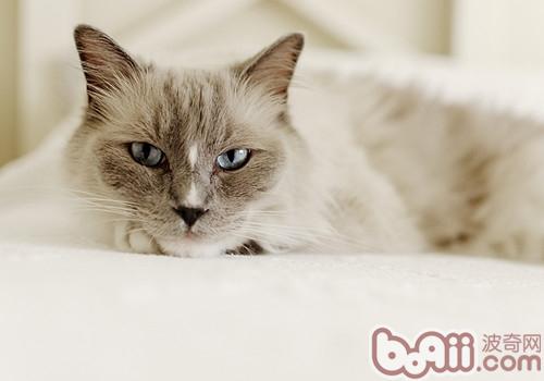 什么种类的猫咪比较好养殖