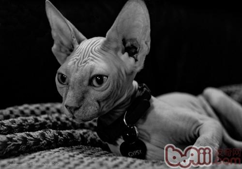 怎么避免圈养的猫咪逃跑
