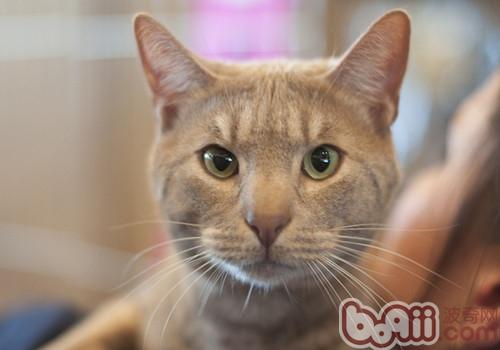 猫不吃不喝的原因及医治