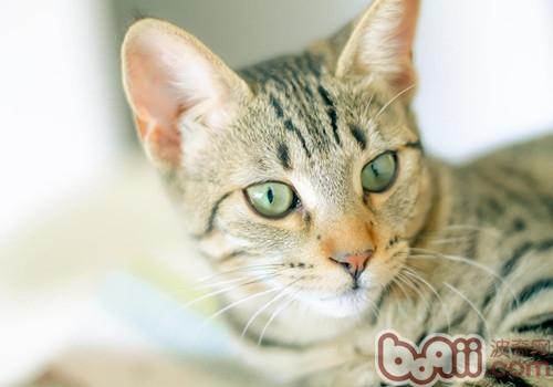 合适新手养的猫有哪些