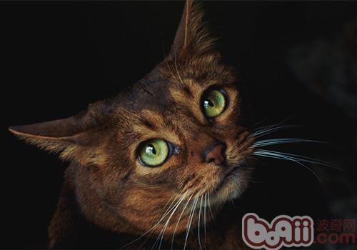 怎么挑选合适你的猫咪