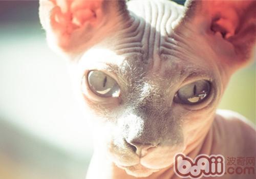 从身体改变判别猫咪是否怀孕