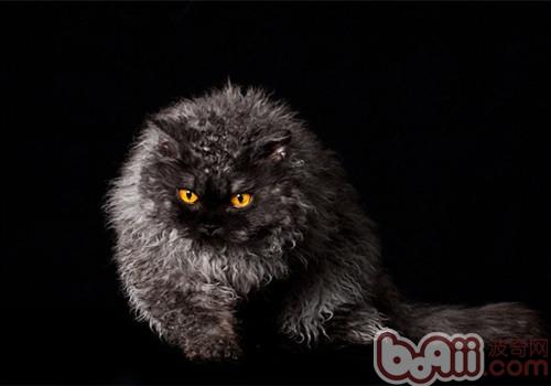 猫咪的眼睛色彩为何不同